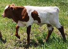 RALPHIE