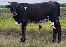 Dakota Diesel