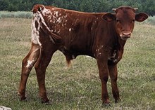 Dakota Red Dirt