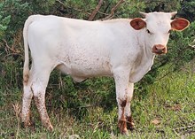 Dakota Flat Top